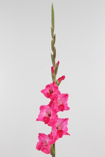 Gladiolo Hol. Fairyta 125cm (55cm espiga) Fr.