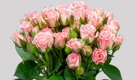 Ramificada Overig Rosa 70cm