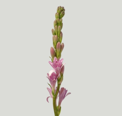 Nardos Hol. Pink Sapphir 60cm Rs.