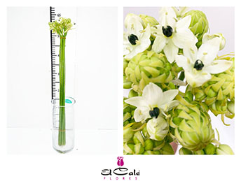 Ornitogalum Hol. Bola 80cm A2