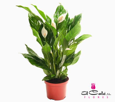 P. Spathyfilium Sweet Lauretta 21/100cm +5Flores