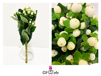 Hypericum Hol. Coco Uno 50cm