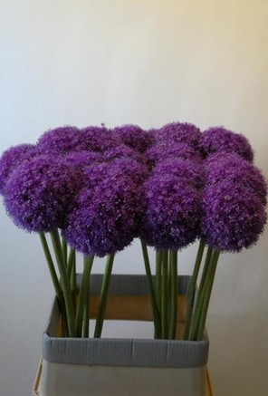 Allium Giganteum Gigante 80cm