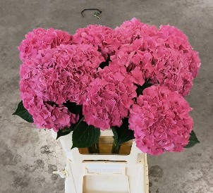 Hortensia Hol. Rodeo Rood 60cm �16/18 Rosa
