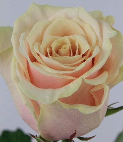 Rosa Hol. Talea 50cm