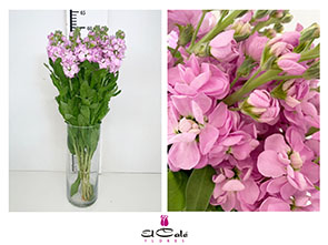 Aleli Hol. Mathilda Pink 55cm "T10"