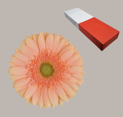 Gerbera Hol. Pre-Extase "T25"