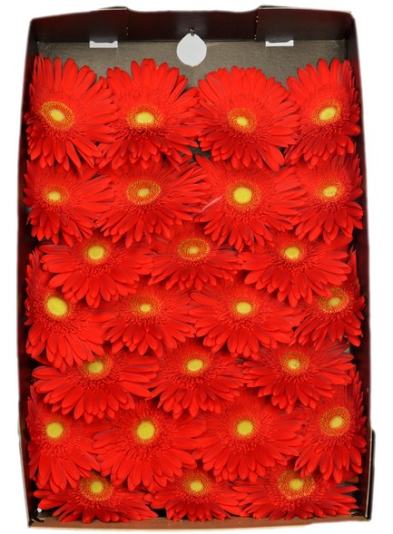 Gerbera Hol. Red Explosion Rj. "T25"