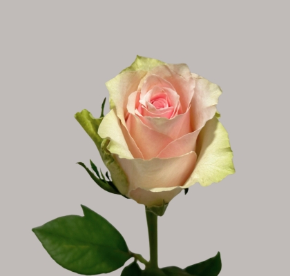 Rosa Hol. Pink Athena 60cm Rs.