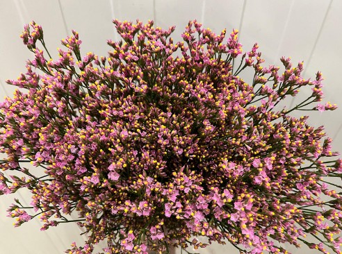 Limonium Hol. Anou Diamond 70cm 35gr "T25" Rs