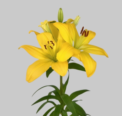 Lilium LA.  Amarillo 80cm 3/4 fl.
