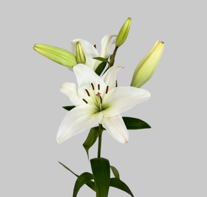 Lilium LA. Blanco 80cm 3/4