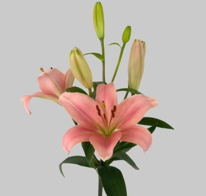Lilium LA.  Rosa 80cm 3/4 fl.