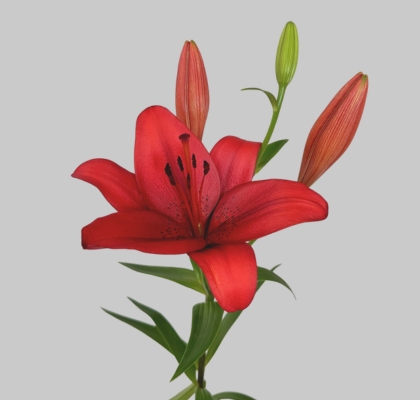 Lilium LA.  Rojo 80cm 3/4 fl.