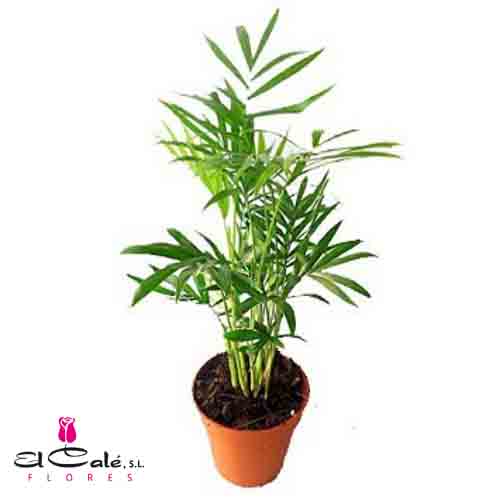 P. Chamaedorea Elegans Bree 12/55cm x10