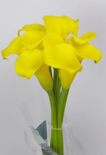 Calla Captain Morelli 50cm