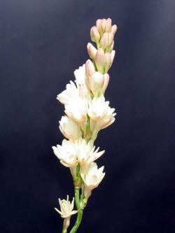 Nardos Nac. 100cm (7 Dias-2)