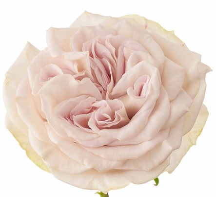 Rosa Hol. Mystic Moments 50cm