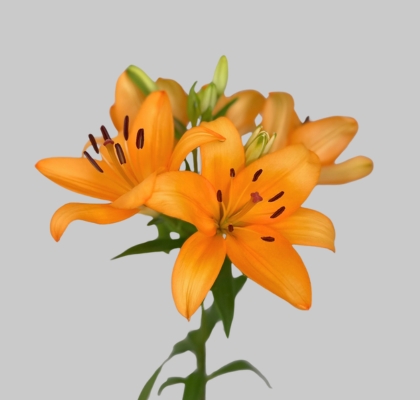 Lilium LA.  Naranja/Salmn 80cm 3/4 fl.