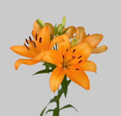 Lilium LA. Naranja/Salmn 80cm. 3/4