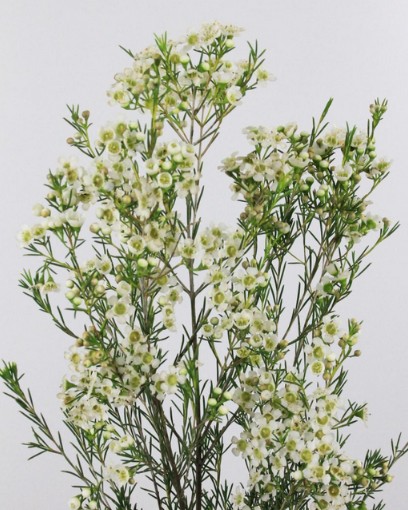 Flor Cera Hol. Un Ofir 70cm 40gr "T25"