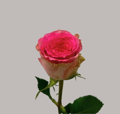 Rosa Hol. Times Square 50cm Rs.