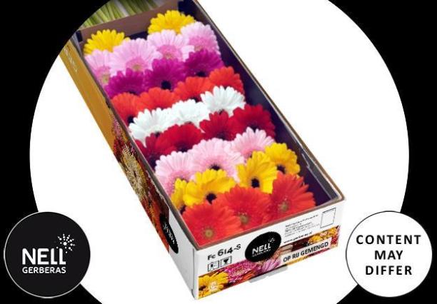 Gerbera Mini Hol. Mixta "T30"