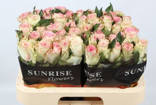 Rosa Hol. Ov. Rosa New 60cm