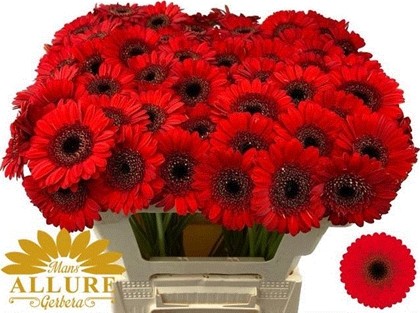 Gerbera Mini Hol. Nirvana Rj. "T20"