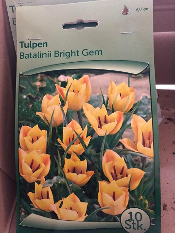 P. Bolsa bulbos Tulipan