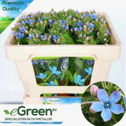 Oxypetalum Tan Pur Blue 45cm Az "T25"