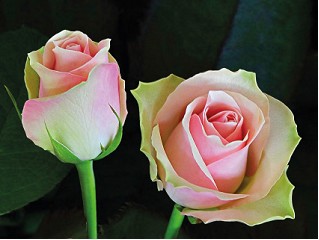 Rosa Hol. La Belle 50cm x10