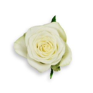 Rosa Hol. Snowstorm+ 70cm