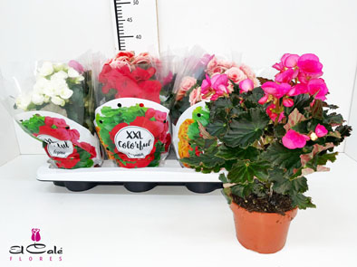 P. Begonia Du Mixta 14/35cm x6