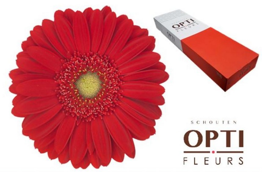 Gerbera Hol. Carambole Rj. "T25"