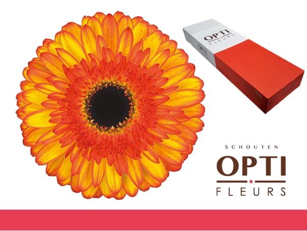 Gerbera Hol. Spotlight Bic. "T25"