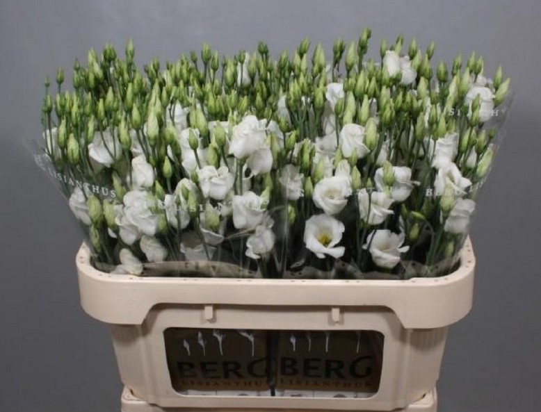 Lisiantus Hol. Piccolo White 70cm 55gr "T10"