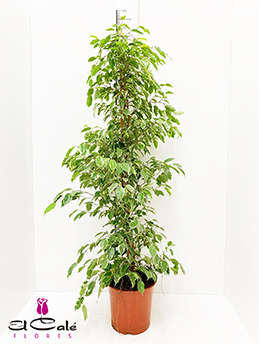 P. Ficus Be Golden king 27/155cm