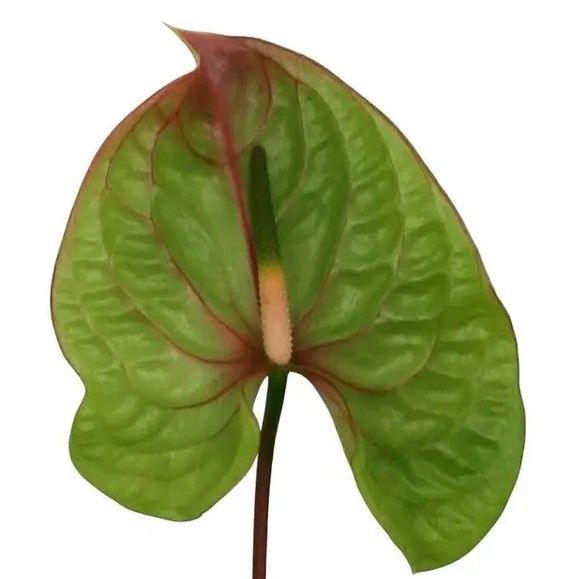 Anthurium Hol. Elixer �15  "CC10"