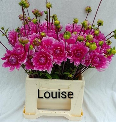 Dalia Hol. Overig Lila 45cm "CC50"