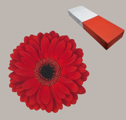 Gerbera Hol. Ladies First Rj. "T25"