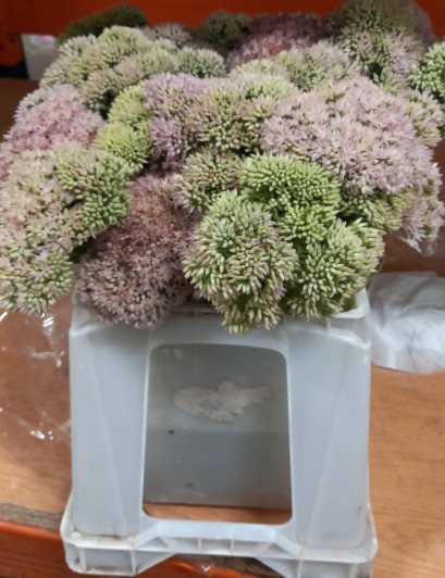 Sedum Nac. Natural 45cm