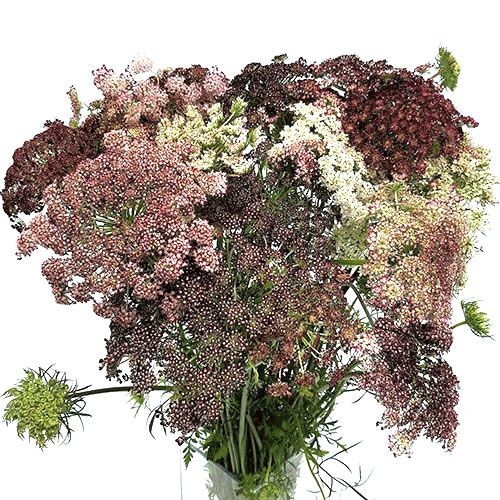 Ammis Daucus Dara 60cm Gr.