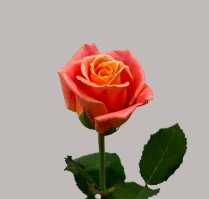 Rosa Hol. Miss Piggy 50cm