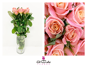 Rosa Hol. Miss Piggy 50cm x20 A2
