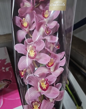 Cymbidium Lipstick 80cm Rs.