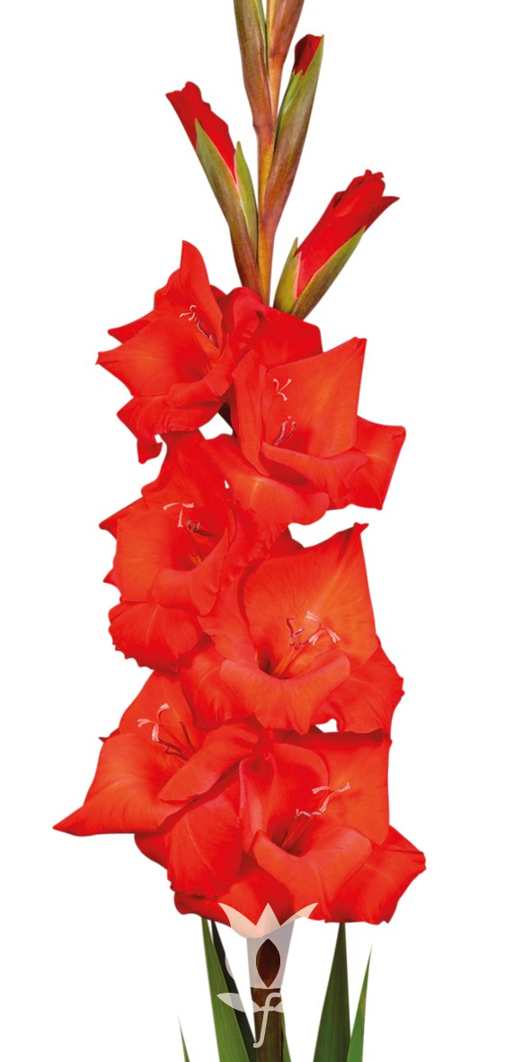 Gladiolo Nac. Rojo 140cm