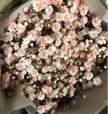 Paniculata Ecu. Tint. Peach 750gr "T25"