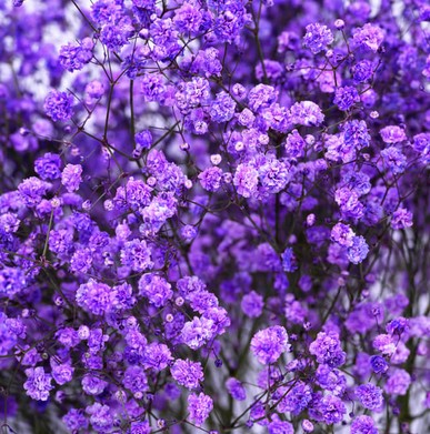 Paniculata Ecu. Tint. Purple 750gr "T25"