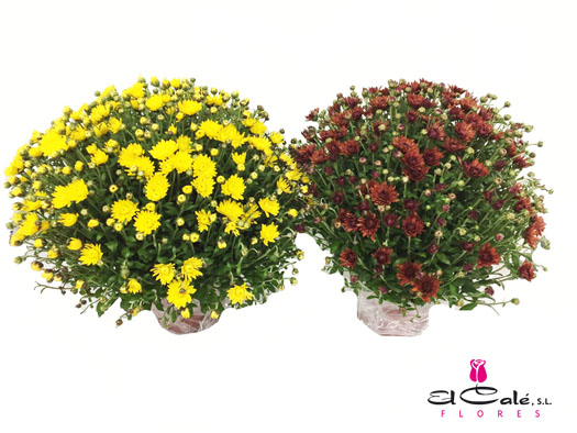P. Chrysantemo Nac. Bola Mixto 17/50cm x5